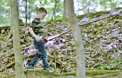 Jeff Lange | The Vindicator  MAY 23, 2015 - 5 year old Devin Stetson of Liberty carefully walks across a fallen tree to take a picture of a hollow log during Saturday's scavenger hunt at the Ford Nature Center in Youngstown. Devin came to the scavenger hunt with his mother Kelly Byrne.