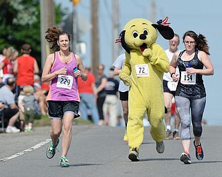 Jeff Lange | The Vindicator  MAY 25, 2015 - William Kofact dressed as "Sonny the Puppy" of Boardman (72) competes in the Memorial Mile against Kristin Alberini of Warren (229) and Melissa Johnson of Gahanna (154), Monday morning on U.S. 224. This was Kofact's fourth year running the race dressed as the Harbor Pet Center's mascot. Kofact finished 77th overall with a time of 8:42.