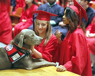       .         ROBERT  K. YOSAY | THE VINDICATOR..Welcomed with a lick as Emily Dunn and Janae Rivera hug a Rigby - a service dog of one of the graduates  Cameron Gumble.. Over 300 Austintown Fitch graduates received their diplomas at Saturday Morning commencement in the High School Gym..-30-