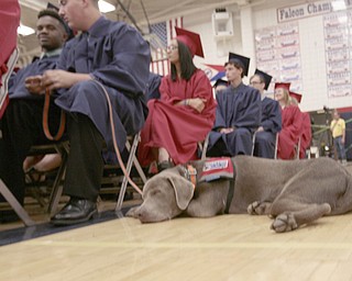       .         ROBERT  K. YOSAY | THE VINDICATOR..Rigby a service dog of Cameron Gumble  is unaffected by the festivities. Over 300 Austintown Fitch graduates received their diplomas at Saturday Morning commencement in the High School Gym..-30-