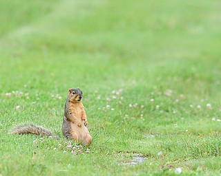 HUBBARD, OHIO - JUNE 26, 2015: A squirrel watches the action from the fairway of the 16th hole Friday afternoon at Pine Lakes during a Vindy Greatest Golfer qualifying Tournament. DAVID DERMER | THE VINDICATOR