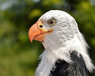 Jeff Lange | The Vindicator  JULY 4, 2015 - One of the more unique and patriotic symbols of the July 4th celebration during Saturday's parade in Canfield was the mascot of Birds in Flight Sanctuary Inc of Northeast Ohio.
