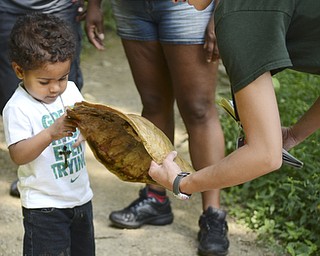 Katie Rickman | The Vindicator .Kavon Thomas 2 of New Castle feels the shell of a snapping turtle as Hillary Lenton, a Naturalist with Ford Nature Center discusses turtle facts with he and his family at the Lilly Pond Sunday, July 5, 2015.