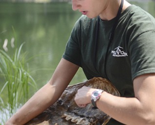 Katie Rickman | The Vindicator .Hillary Lenton, a Naturalist with Ford Nature Center discusses turtle facts and points to where the turtle's spine would be connected inside snapping turtle shell at the Lilly Pond Sunday, July 5, 2015.