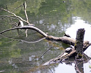 Katie Rickman | The Vindicator .Two turtles sun bathe on a fallen tree branch at the Lilly Pond Sunday, July 5, 2015. Naturalists from the Ford Nature Center were on site to tell visitors about the wildlife there.