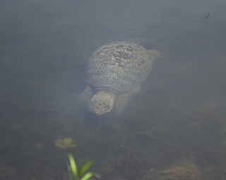 Katie Rickman | The Vindicator .A snapping turtle swims close to the shore of the Lilly Pond Sunday, July 5, 2015. Naturalists from the Ford Nature Center were on site to tell visitors about the wildlife there.