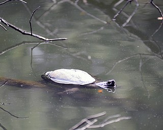 Katie Rickman | The Vindicator .A snapping turtle sun bathes on a fallen tree branch at the Lilly Pond in Mill Creek MetroParks on July 5, 2015.  The Ford Nature Center's Naturalist Hillary Lenton spent the afternoon there discussing wildlife with visitors.