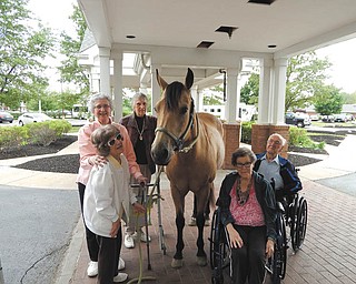 SPECIAL TO THE VINDICATOR
Residents of the Commons at Greenbriar and Greenbriar Health Center in Boardman recently enjoyed a visit from Leda, an award-winning, gentle 7-year-old quarter horse owned by the center’s culinary director. She brought back memories to the residents who used to ride and who took care of horses. Residents pampered her with treats of peppermint and butterscotch candies. With Leda, in front from left, are Louisa Alesafis and Flo Vukelich, and in back are Audrey Mislay, Marguerite Dudley and Herb Hribar.