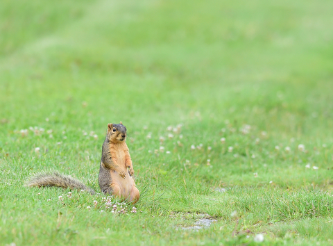 HUBBARD, OHIO - JUNE 26, 2015: A squirrel watches the action from the fairway of the 16th hole Friday afternoon at Pine Lakes during a Vindy Greatest Golfer qualifying Tournament. DAVID DERMER | THE VINDICATOR