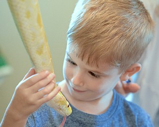 Jeff Lange | The Vindicator  JULY 26, 2015 - Ethan Basel of Rootstown admires an Albino Boa Constrictor, Sunday morning at Mill Creek MetroParks Farm in Canfield during the reptile exhibit. Ethan attended the event with his grandmother Char Martino of Boardman.