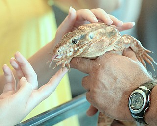 Jeff Lange | The Vindicator  JULY 26, 2015 - A person attending the reptile show in Canfield pets an eighteen inch long Red Tegu, Sunday morning.