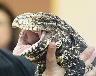 Jeff Lange | The Vindicator  JULY 26, 2015 - A 4 foot long Argentine Black and White Tegu named Diego poses for a photo during Sunday's reptile exhibit in Canfield.