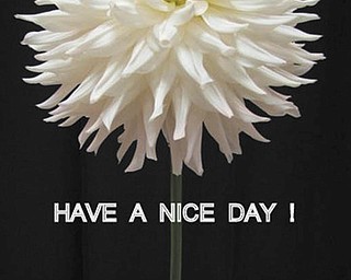 SPECIAL TO THE VINDICATOR
Above is Richard States’ winning photo for Best of Show at the national convention of the Men’s Garden Clubs of America.