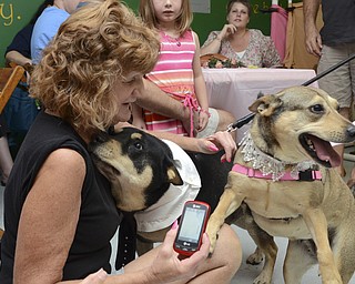 Katie Rickman | The Vindicator.Bear and Izzy "newly wed" dogs stuggle into Margo McDougal after the two minute ceremony at The Learning Dog August 22, 2015.