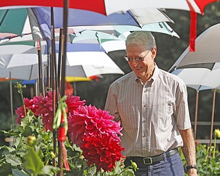        ROBERT K. YOSAY  | THE VINDICATOR..ginormous dahlia.s under rodney s care..working in his garden is a labor of love .19th and final garden tour at Rodney and Kay TothÕs. they have spectacular display and unique gardens including a gourd tunnel and dahlias, which he is known for ..