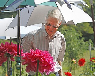        ROBERT K. YOSAY  | THE VINDICATOR..ginormous dahlia.s under rodney s care..working in his garden is a labor of love .19th and final garden tour at Rodney and Kay TothÕs. they have spectacular display and unique gardens including a gourd tunnel and dahlias, which he is known for ..