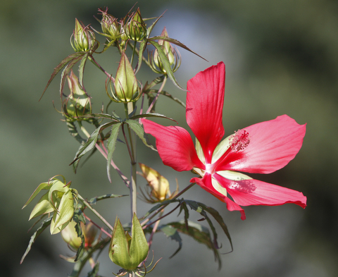        ROBERT K. YOSAY  | THE VINDICATOR..a texas star hibiscus .19th and final garden tour at Rodney and Kay TothÕs. they have spectacular display and unique gardens including a gourd tunnel and dahlias, which he is known for ..