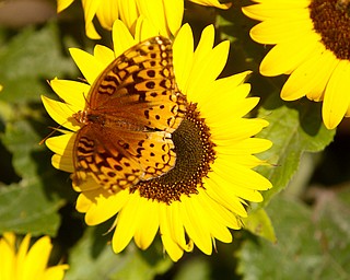        ROBERT K. YOSAY  | THE VINDICATOR..a monarch butterfly on a sunflower ...19th and final garden tour at Rodney and Kay TothÕs. they have spectacular display and unique gardens including a gourd tunnel and dahlias, which he is known for ..