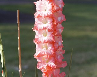        ROBERT K. YOSAY  | THE VINDICATOR..pinkish  gladiola's - still hanging on !.19th and final garden tour at Rodney and Kay TothÕs. they have spectacular display and unique gardens including a gourd tunnel and dahlias, which he is known for ..