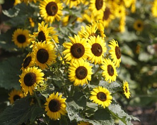        ROBERT K. YOSAY  | THE VINDICATOR..Sunflowers are enjoying the hot summer as Rodneys have reached over 12 feet tall...19th and final garden tour at Rodney and Kay TothÕs. they have spectacular display and unique gardens including a gourd tunnel and dahlias, which he is known for ..
