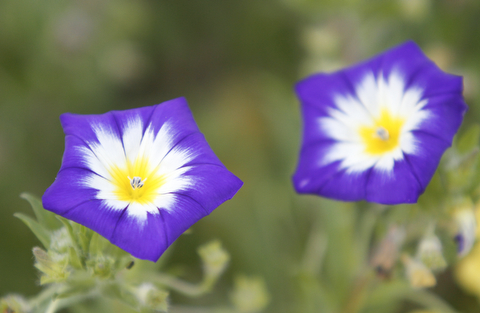        ROBERT K. YOSAY  | THE VINDICATOR..Flowering Convolvulus dance in the wind - early summer through fall...19th and final garden tour at Rodney and Kay TothÕs. they have spectacular display and unique gardens including a gourd tunnel and dahlias, which he is known for ..