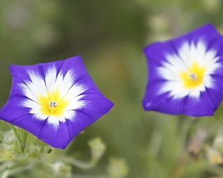        ROBERT K. YOSAY  | THE VINDICATOR..Flowering Convolvulus dance in the wind - early summer through fall...19th and final garden tour at Rodney and Kay TothÕs. they have spectacular display and unique gardens including a gourd tunnel and dahlias, which he is known for ..