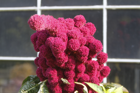        ROBERT K. YOSAY  | THE VINDICATOR..a maroon amarantuus  cluster  near his workshop window..19th and final garden tour at Rodney and Kay TothÕs. they have spectacular display and unique gardens including a gourd tunnel and dahlias, which he is known for ..