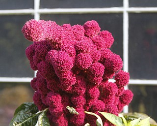        ROBERT K. YOSAY  | THE VINDICATOR..a maroon amarantuus  cluster  near his workshop window..19th and final garden tour at Rodney and Kay TothÕs. they have spectacular display and unique gardens including a gourd tunnel and dahlias, which he is known for ..