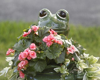        ROBERT K. YOSAY  | THE VINDICATOR..A ceramic  frog peeks over begonias in a potted entrance vase...19th and final garden tour at Rodney and Kay TothÕs. they have spectacular display and unique gardens including a gourd tunnel and dahlias, which he is known for ..
