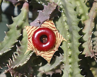        ROBERT K. YOSAY  | THE VINDICATOR..lifesaver succulent  plant... .19th and final garden tour at Rodney and Kay TothÕs. they have spectacular display and unique gardens including a gourd tunnel and dahlias, which he is known for ..