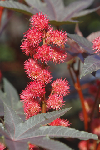        ROBERT K. YOSAY  | THE VINDICATOR..red caster flowers..19th and final garden tour at Rodney and Kay TothÕs. they have spectacular display and unique gardens including a gourd tunnel and dahlias, which he is known for ..