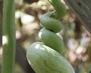        ROBERT K. YOSAY  | THE VINDICATOR..a twisted gord....19th and final garden tour at Rodney and Kay TothÕs. they have spectacular display and unique gardens including a gourd tunnel and dahlias, which he is known for ..