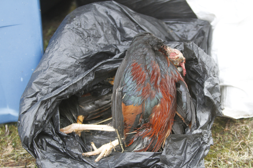      ROBERT K. YOSAY  | THE VINDICATOR.. dead chickens...  on myron Street in Youngstown..-30-