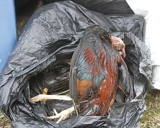      ROBERT K. YOSAY  | THE VINDICATOR.. dead chickens...  on myron Street in Youngstown..-30-