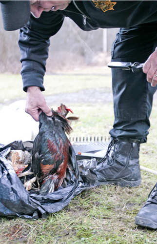      ROBERT K. YOSAY  | THE VINDICATOR.. dead chickens...  on myron Street in Youngstown..-30-