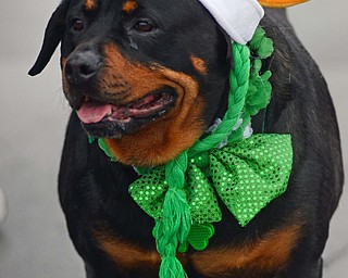 Katie Rickman | The Vindicator.Among the many festively dress parade goers were a few animals including “Dakota Hess” of Warren whose owners dress him up for every holiday.
