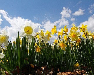      ROBERT K. YOSAY  | THE VINDICATOR..A sea of yellow and green as Daffodil Hill is in Bloom for one of the longest seasons in recent years..--30-..