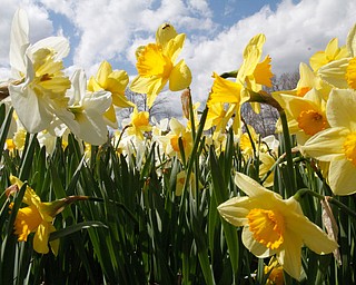      ROBERT K. YOSAY  | THE VINDICATOR..A sea of yellow and green as Daffodil Hill is in Bloom for one of the longest seasons in recent years..--30-.
