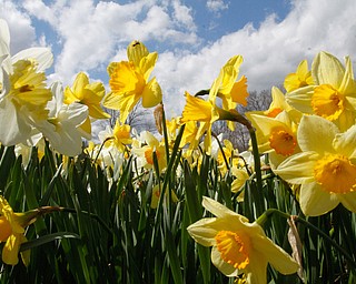      ROBERT K. YOSAY  | THE VINDICATOR..A sea of yellow and green as Daffodil Hill is in Bloom for one of the longest seasons in recent years..--30-.