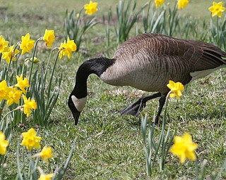     ROBERT K. YOSAY  | THE VINDICATOR..A sea of yellow and green as Daffodil Hill is in Bloom for one of the longest seasons in recent years..--30-...