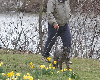      ROBERT K. YOSAY  | THE VINDICATOR..A sea of yellow and green as Daffodil Hill is in Bloom for one of the longest seasons in recent years..--30-...