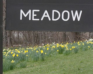      ROBERT K. YOSAY  | THE VINDICATOR..A sea of yellow and green as Daffodil Hill is in Bloom for one of the longest seasons in recent years..--30-..