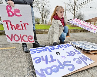 Jeff Lange | The Vindicator  MON, APRIL 4, 2016 - Darcy Davis of Girard organizes signs prior to the start of Monday evening's protest against the opening of Candywood Whitetail Range in Vienna.