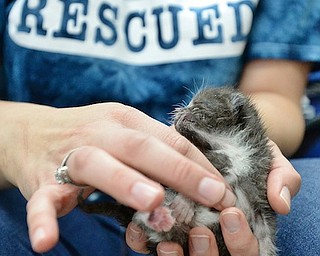 Jeff Lange | The Vindicator  THU, APRIL 7, 2016 - Angels for Animals General Manager Carrie Brown nurtures a young rescue kitten named Houk Thursday afternoon at the Angels for Animals shelter in Canfield. Angels for Animals will be accepting donations on April 18, 19, and 20 for their 22nd annual Giant Garage Sale held at the Canfield Fairgrounds on April 22, 23, and 24.