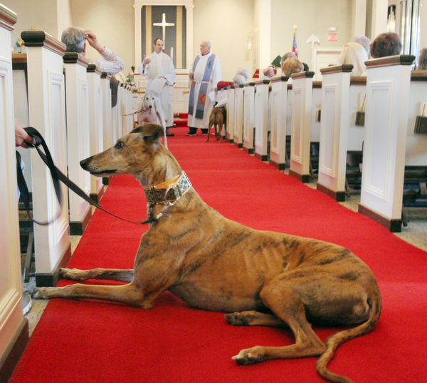 William d Lewis the vindicator Rydell, a dog owned by Heidi Peditto of Boardman relazes during a pet blessing at St James episcopla Church in Boardman 5-1-16. Doing the blessing are Revs Shawn Dickerson, left, and John Wigle.