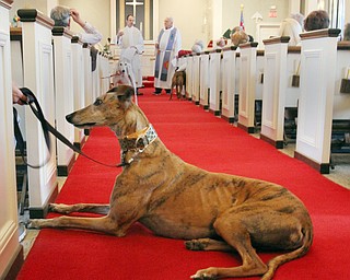 William d Lewis the vindicator Rydell, a dog owned by Heidi Peditto of Boardman relazes during a pet blessing at St James episcopla Church in Boardman 5-1-16. Doing the blessing are Revs Shawn Dickerson, left, and John Wigle.