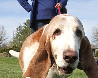 William D. Lewis The vindicator  Cindy Stockdale of Austintown and her dog Roscoe, a Basset Hound she rescued, were among those attending dog event in Boardman Park 5-4-16.