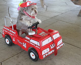 William D. Lewis The vindicator  Duessy, a dog owned by Mary Zalac of coitsville, wheels his way along ina toy firetruck during dog event in Boardman Park 5-4-16.