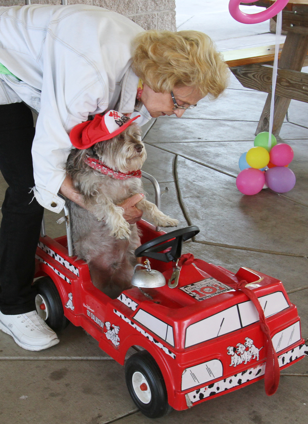 William D. Lewis The vindicator  Duessy, a dog owned by Mary Zalac of coitsville, wheels his way along ina toy firetruck during dog event in Boardman Park 5-4-16.