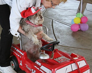 William D. Lewis The vindicator  Duessy, a dog owned by Mary Zalac of coitsville, wheels his way along ina toy firetruck during dog event in Boardman Park 5-4-16.